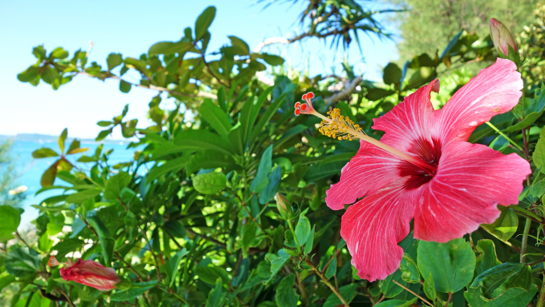 landscape of okinawa uruma city okinawa prefecture tsuken island hibiscus